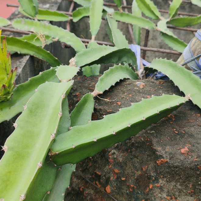 Dragon Fruit Plant Care