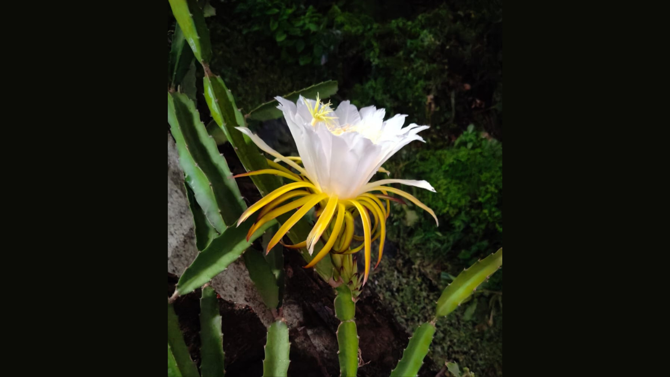 Dragon Fruit Plant Care