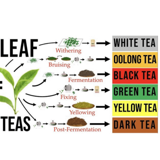 How to Grow Tea