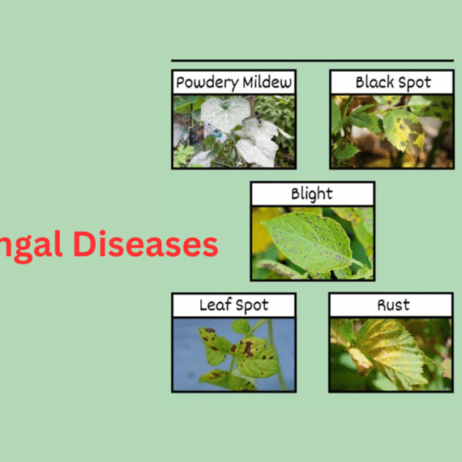 Fungal Diseases of Plants