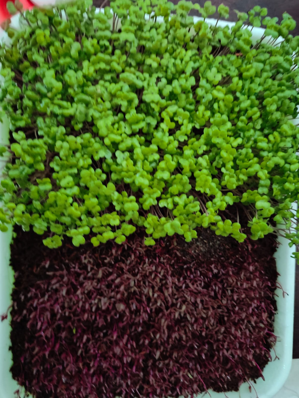 Microgreen Farming