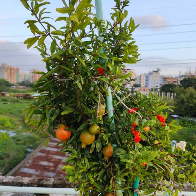 How to Grow Pomegranate