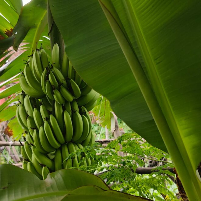 How to Grow Bananas