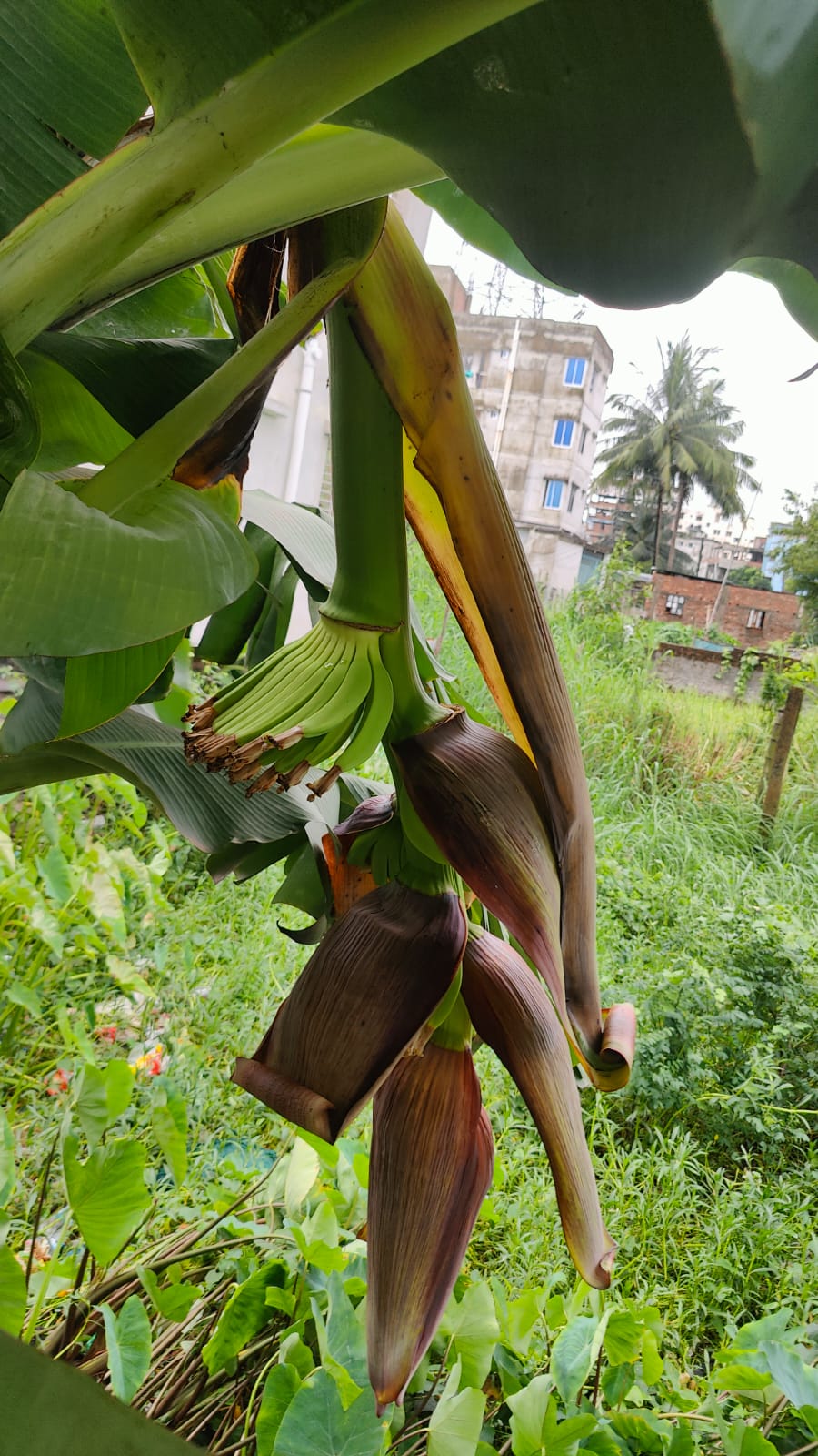 How to Grow Bananas