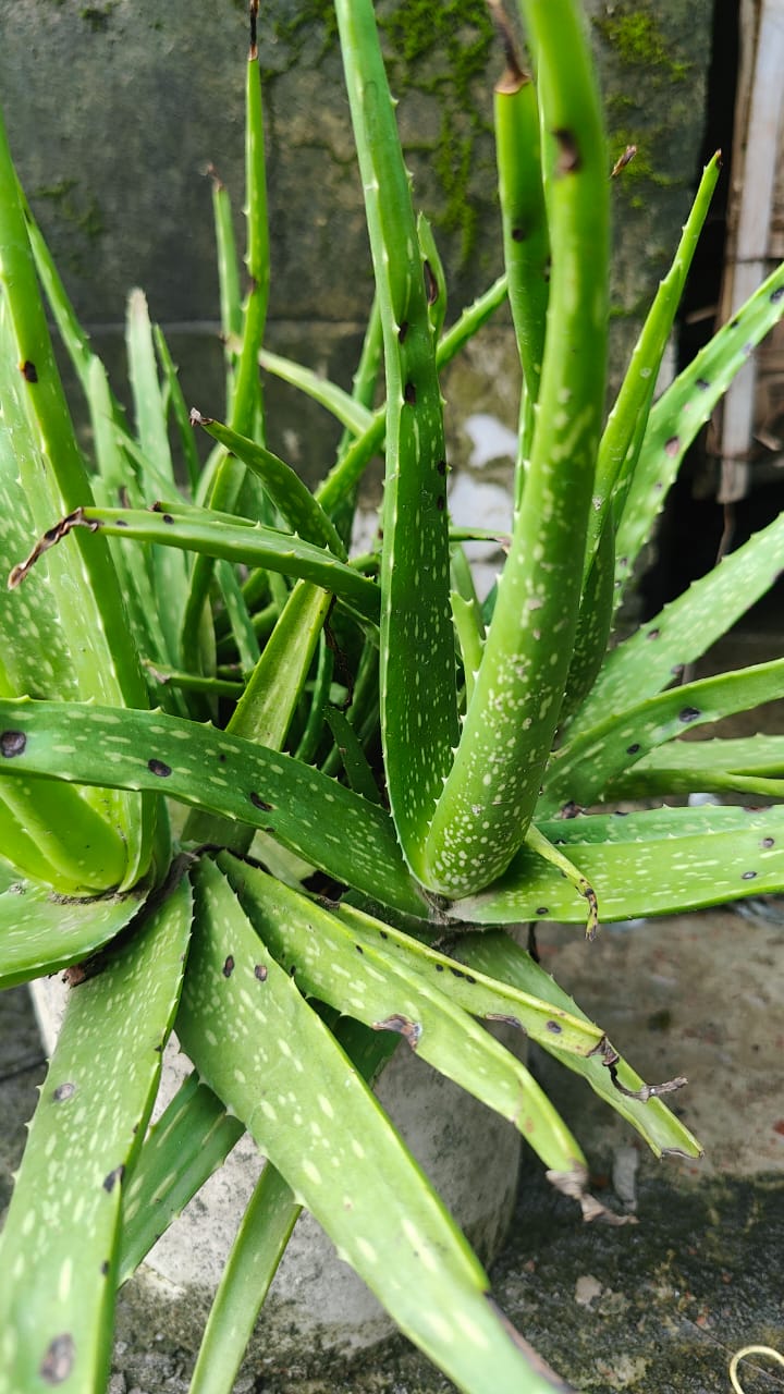 Aloe Vera Plant Care