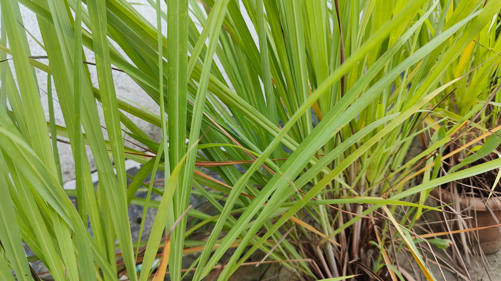 How to Grow Lemongrass
