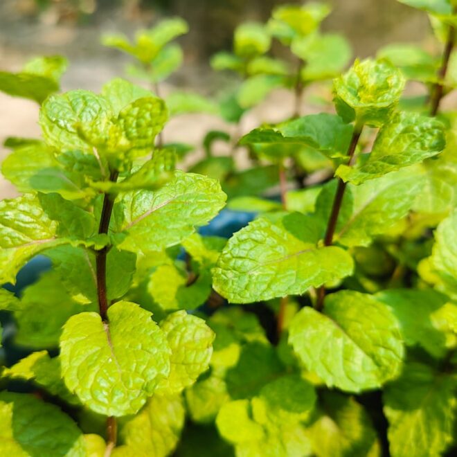 Growing Mint