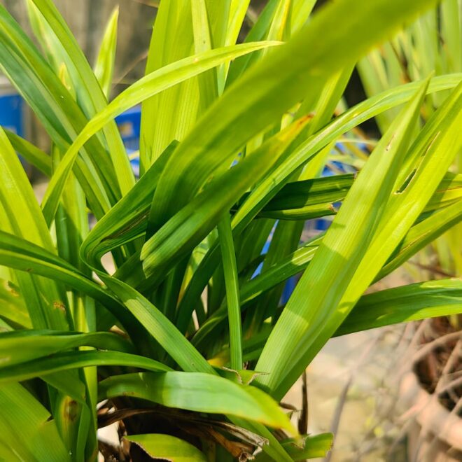 Pandan Planting