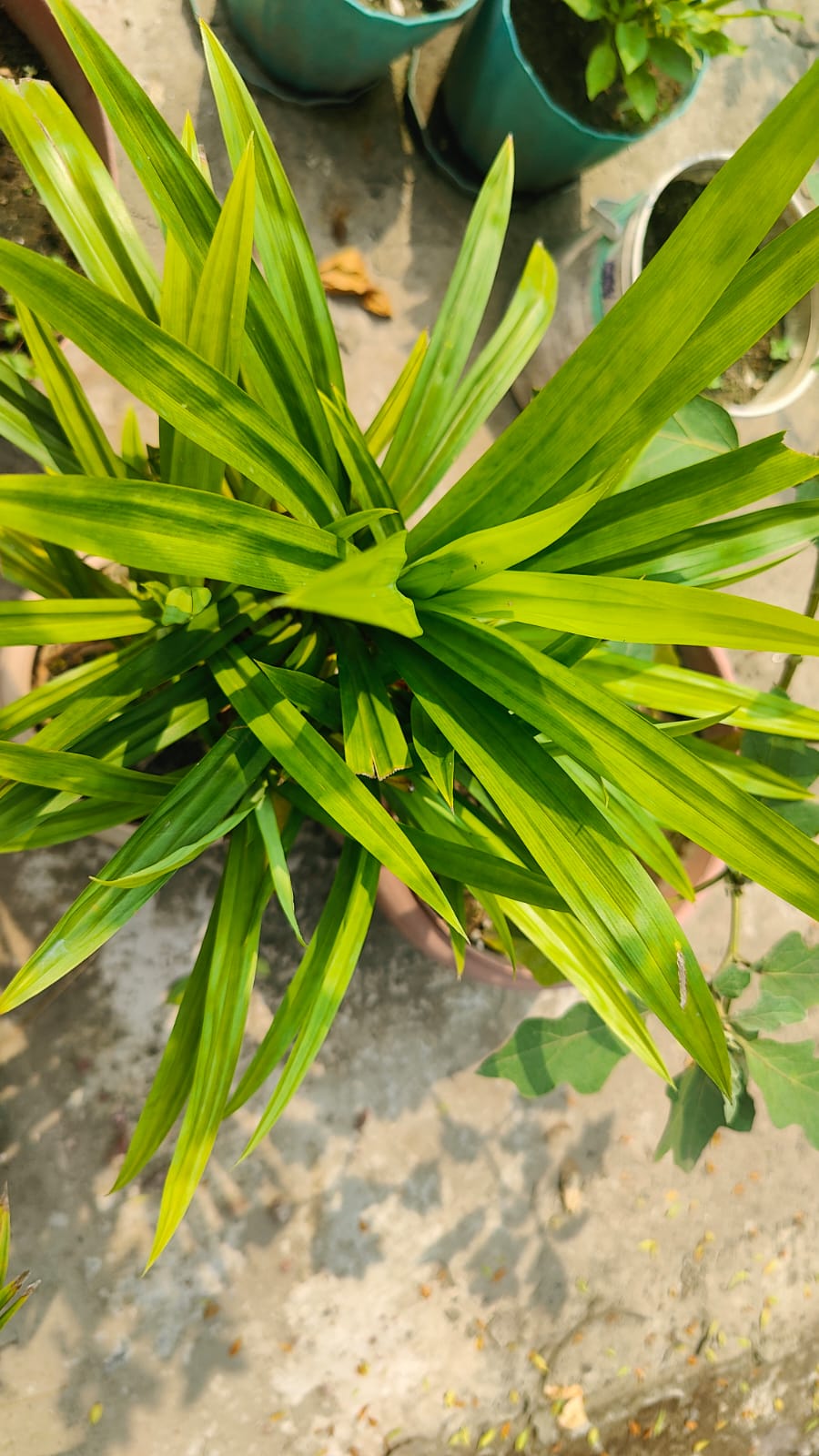 Pandan Planting