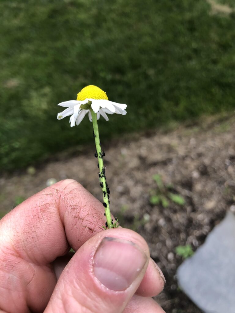 pest for Chamomile