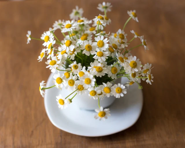 Growing Chamomile in Pots