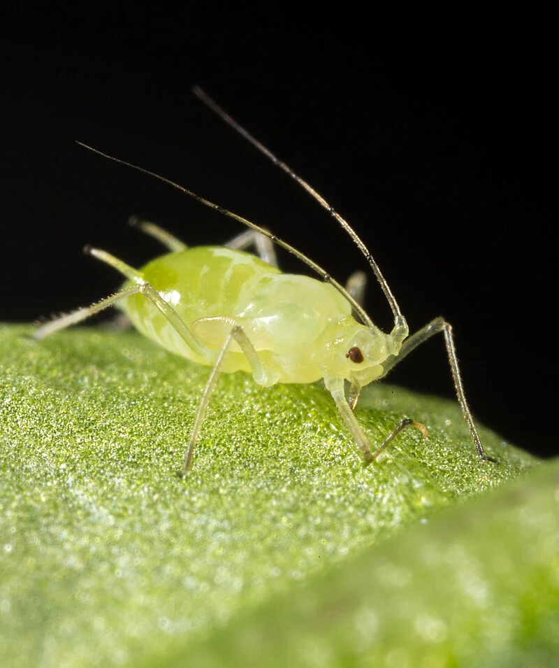 Aphids for papaya 