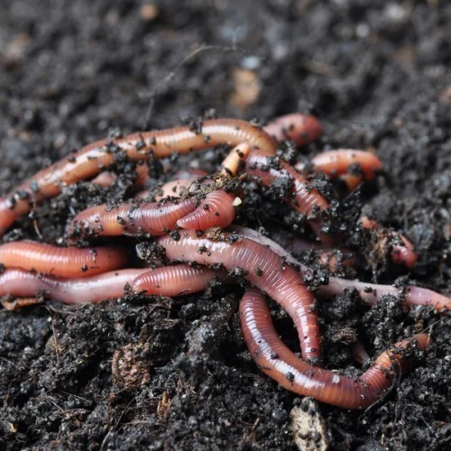 Vermiculture
