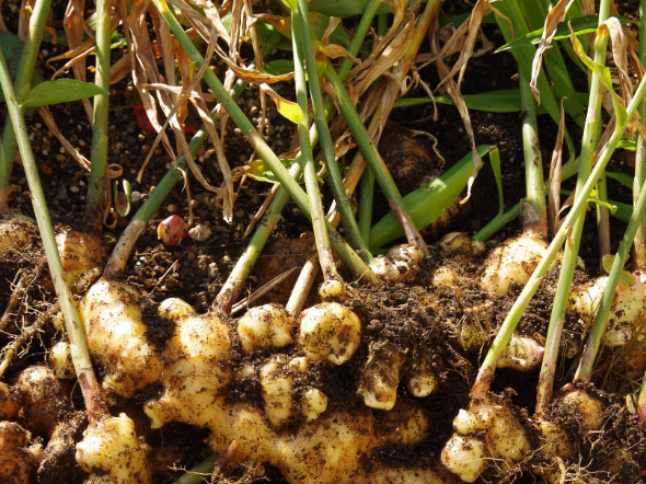 Grow Ginger at Home