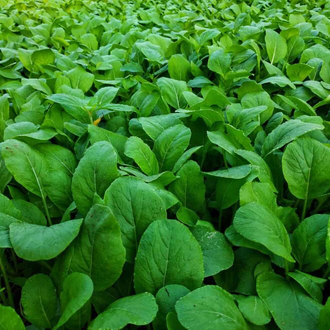 Mustard Greens