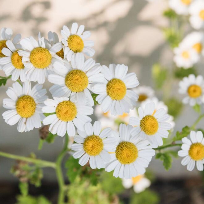 Growing Chamomile in Pots