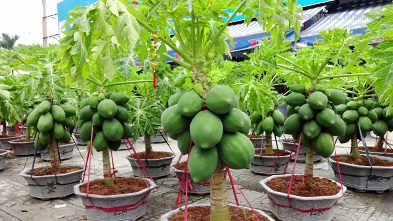Growing Papaya