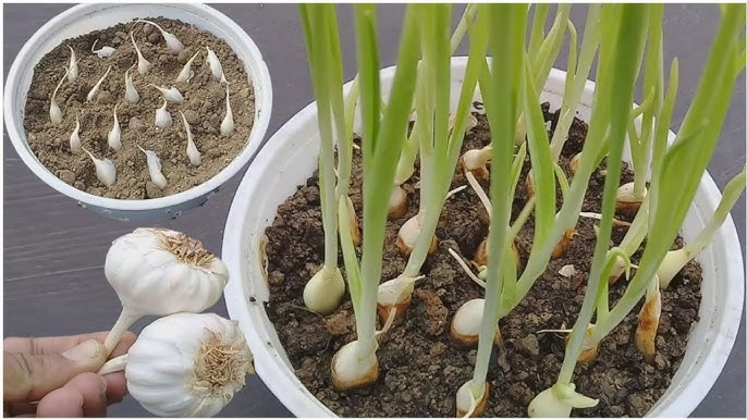 how to grow garlic from garlic