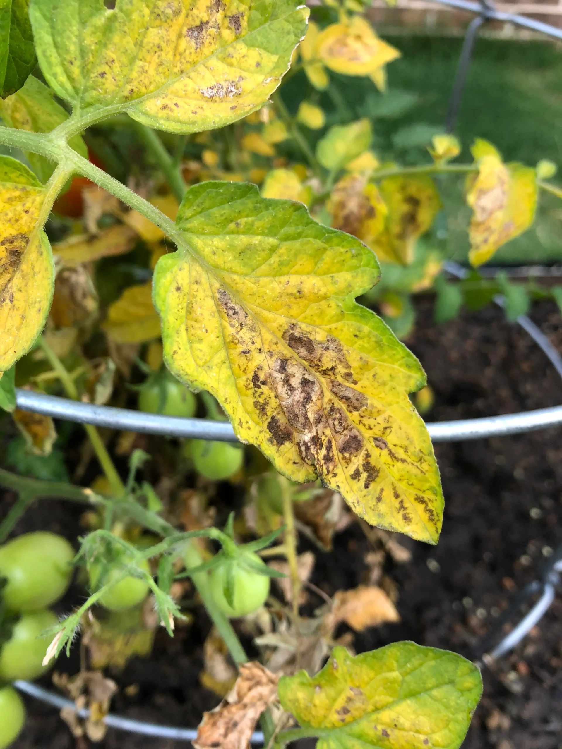 Tomato Yellow Leaf