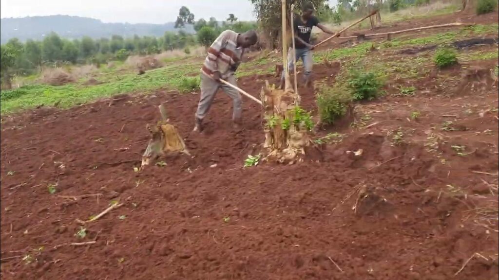 Soil Prep – Ginger’s Foundation