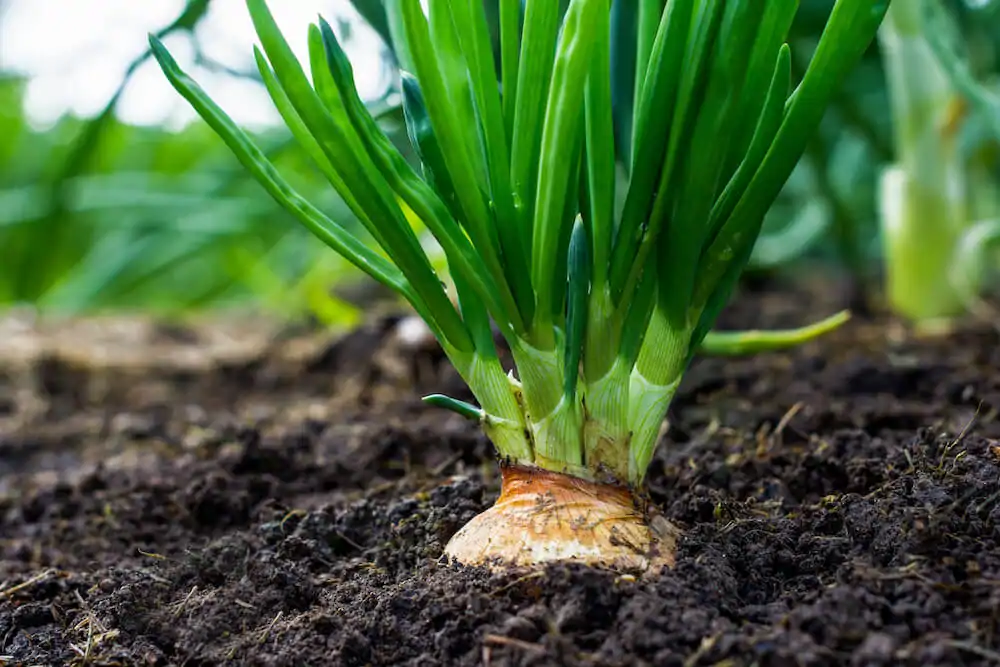 How to Grow Onions