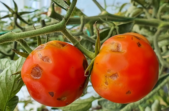 Tomato Diseases