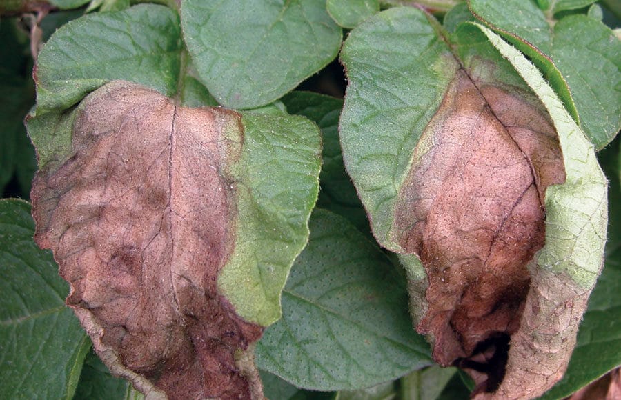 Potato Blight Disease