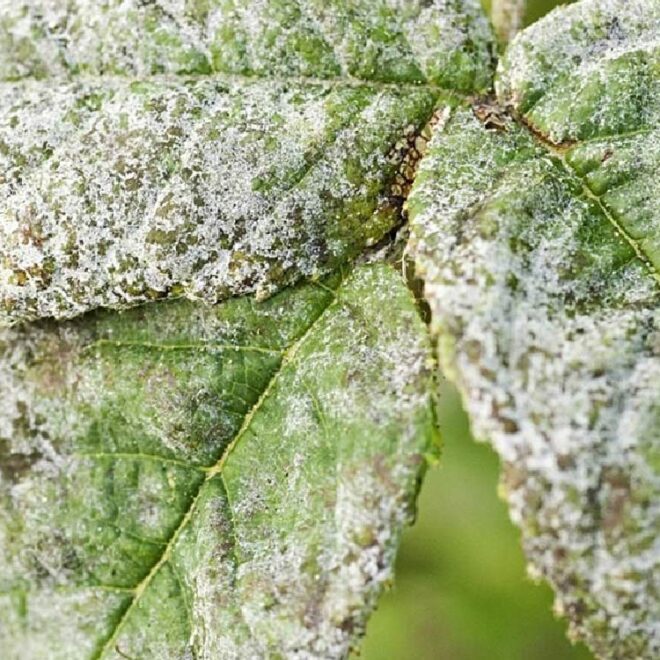 powdery mildew fungicide