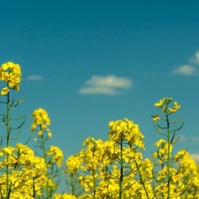 Mustard Crop Cultivation