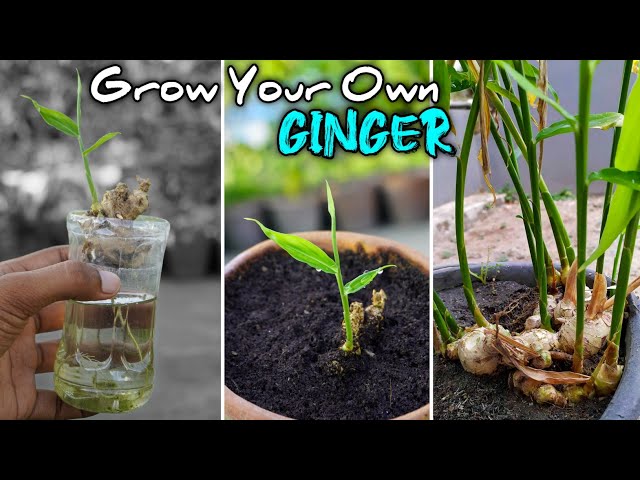 Grow Ginger at Home