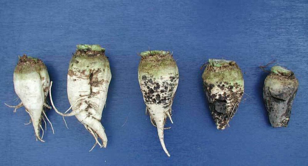 Sugar Beet Cultivation