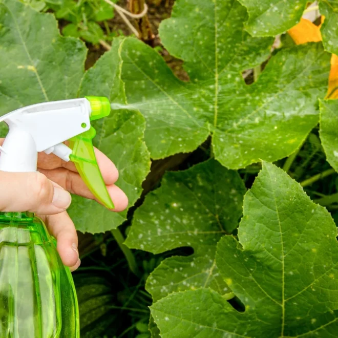 Homemade Fungicides for Plants