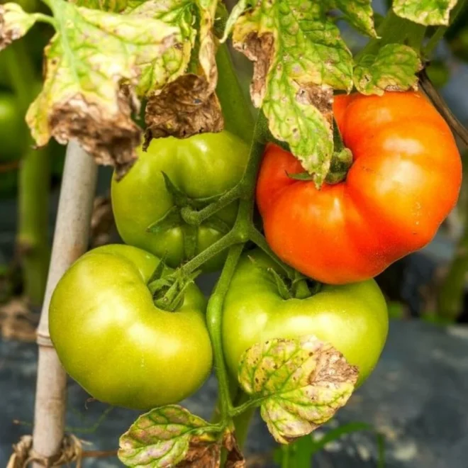 Tomato Yellow Leaf