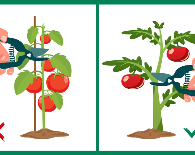 Tomato Pruning Mistakes