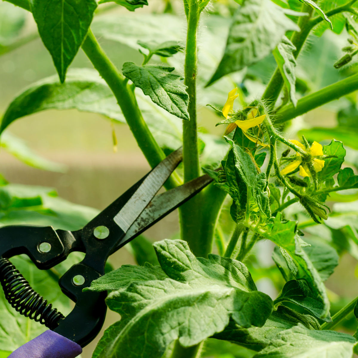 Tomato Pruning Mistakes