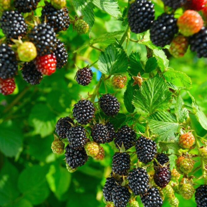 How to Grow Blackberries