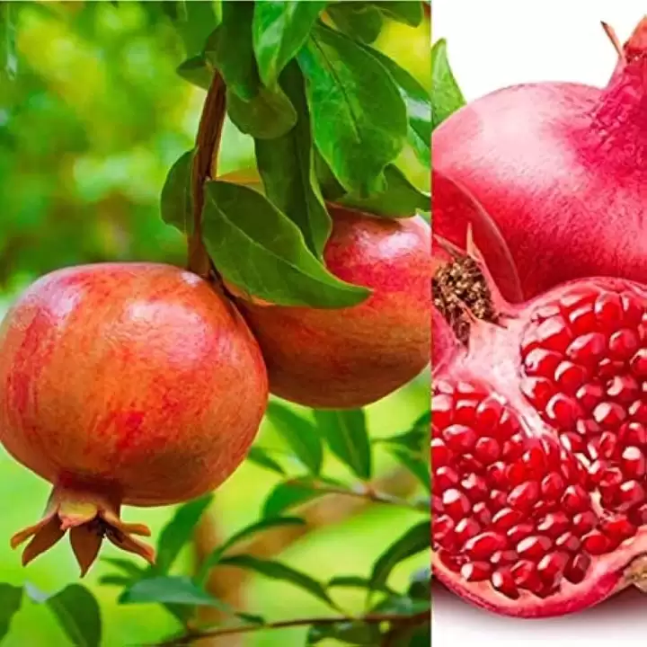 How to Grow Pomegranate