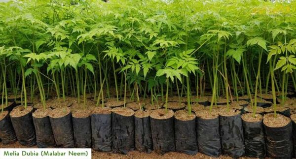 How to Grow a Neem Tree - Simple Steps for Healthy Growth