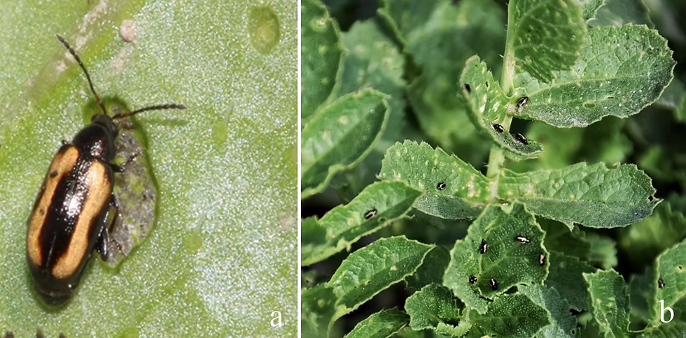 Flea Beetles and Leaf Holes