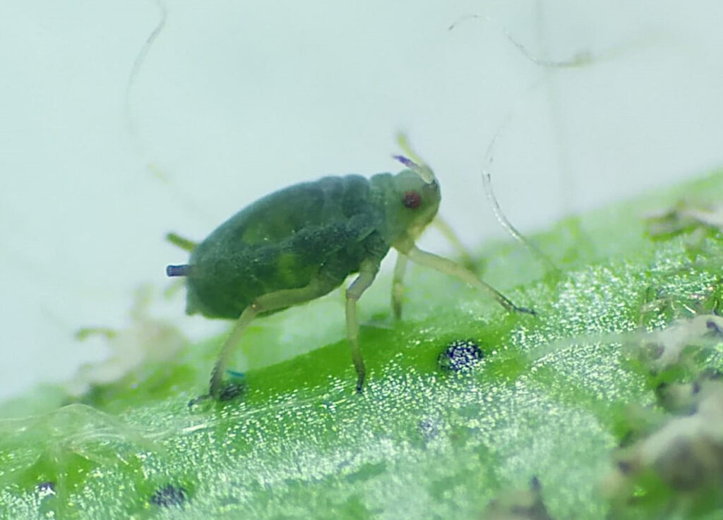 Aphids (Aphis gossypii)