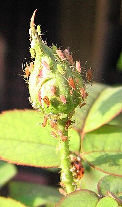 Aphids