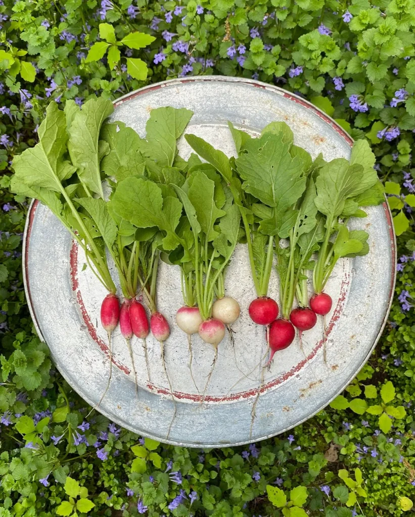 Why You’ll Love Growing Radishes