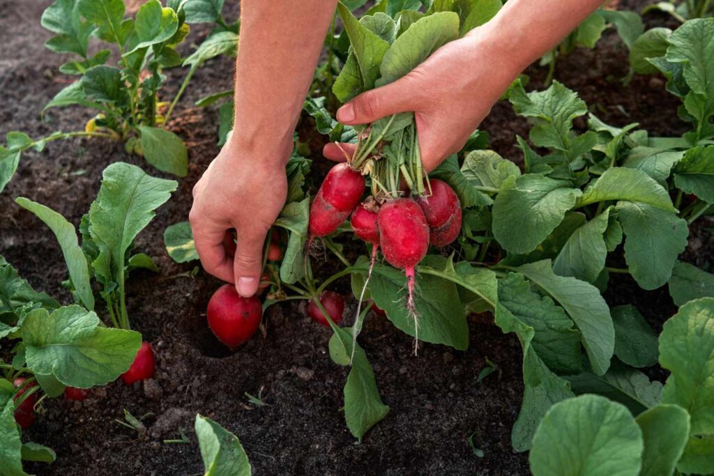 Harvest Radish