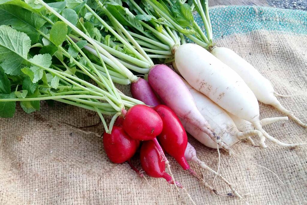 How to Grow Radishes
