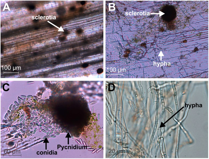 Stem Rot (Macrophomina phaseolina)