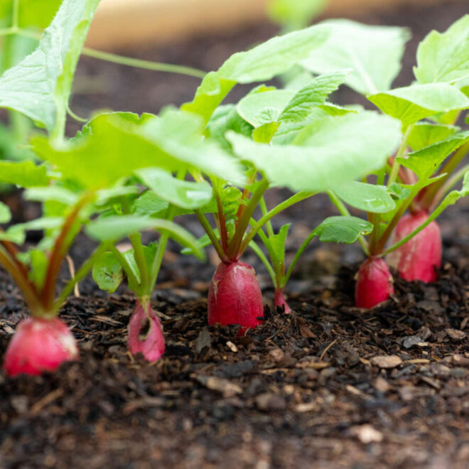 How to Grow Radishes