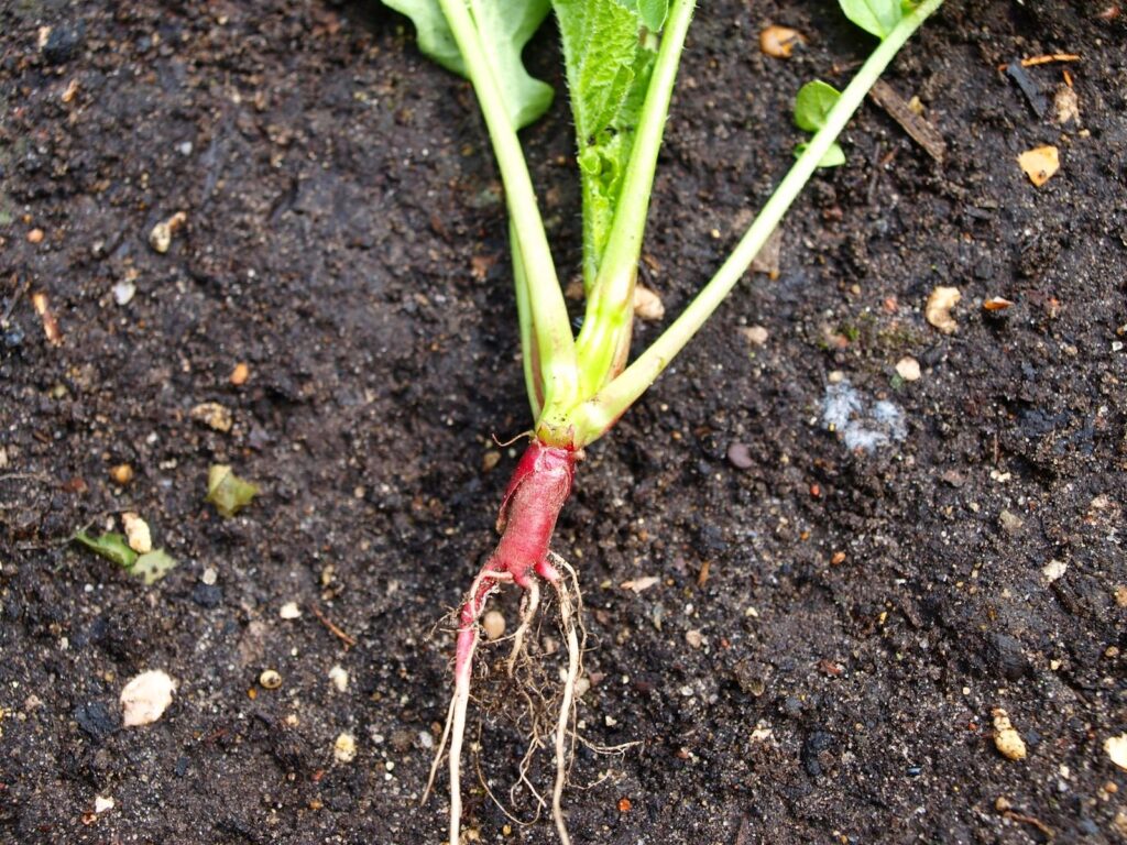 How to Grow Radishes