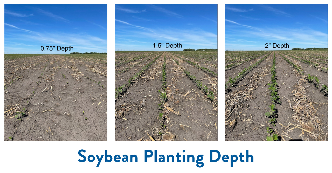Planting Soybeans - Easy Guide for Better Yield Success