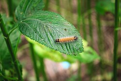 Hairy Caterpillar (Spilosoma obliqua)