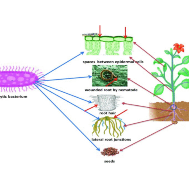 Endophytic Bacteria